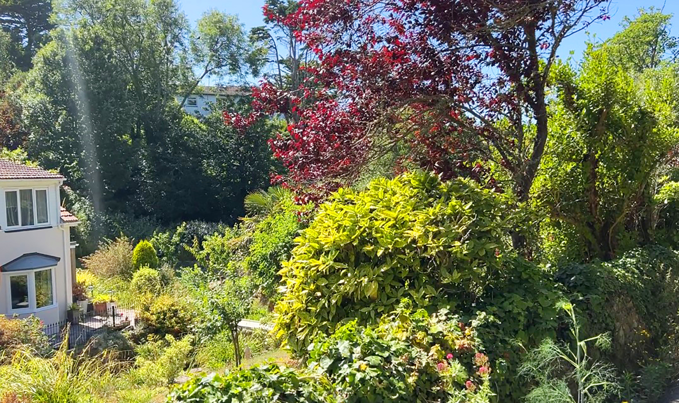 Les Arbres photo 12
