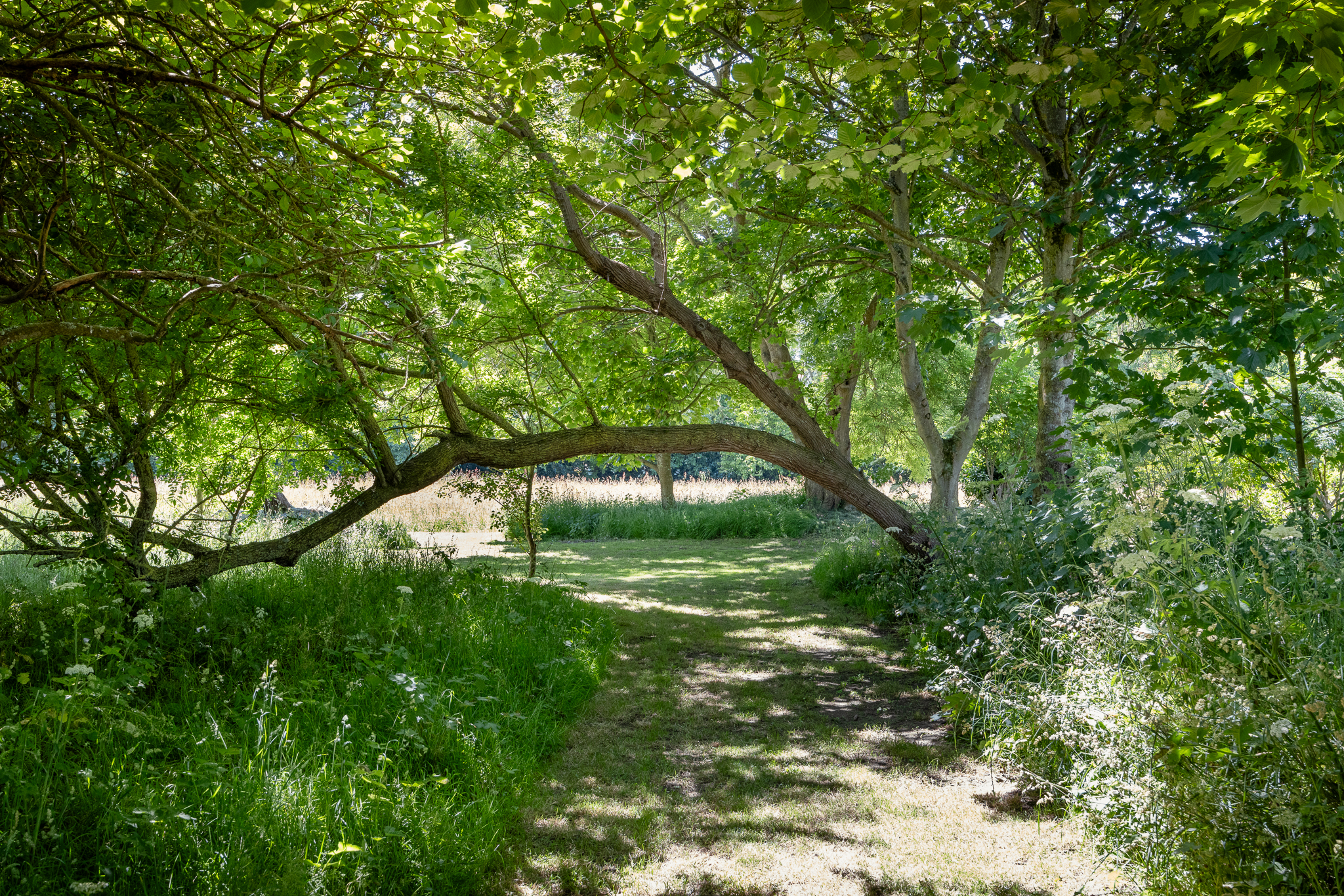 Silver Sixpence photo 85