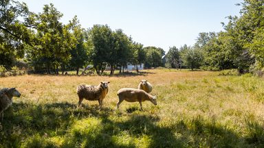 Le Vert photo 31